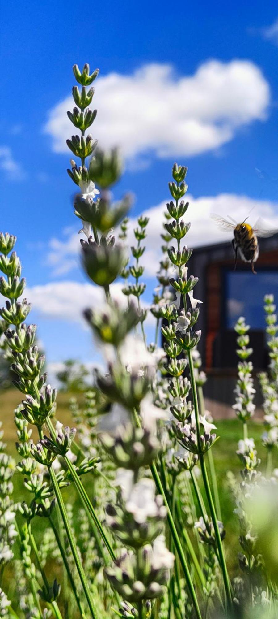 Masuria Resort Village, całoroczne domki z widokiem na jezioro, sauna i jacuzzi Zywki Zewnętrze zdjęcie